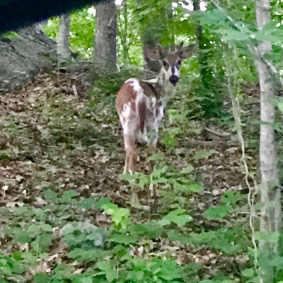 Piebald Deer, photo by Leslie Connor