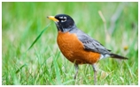 American Robin